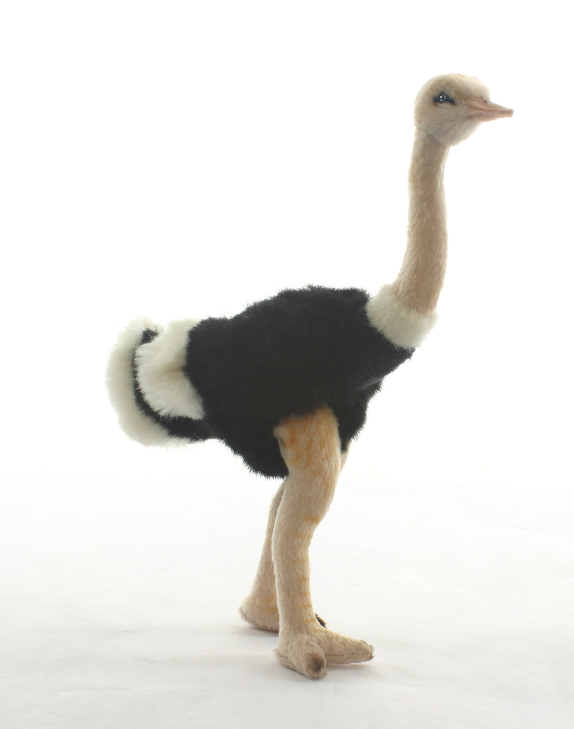 Ostrich 12" (3630)