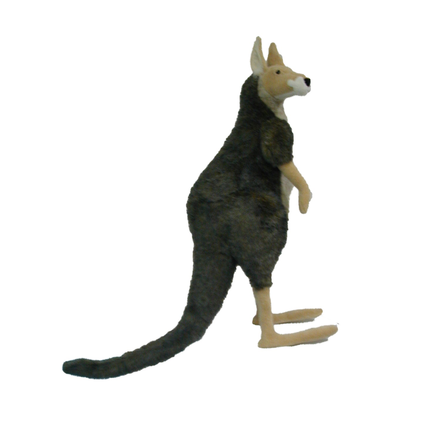 Kangaroo, Male 36 in. (3682)