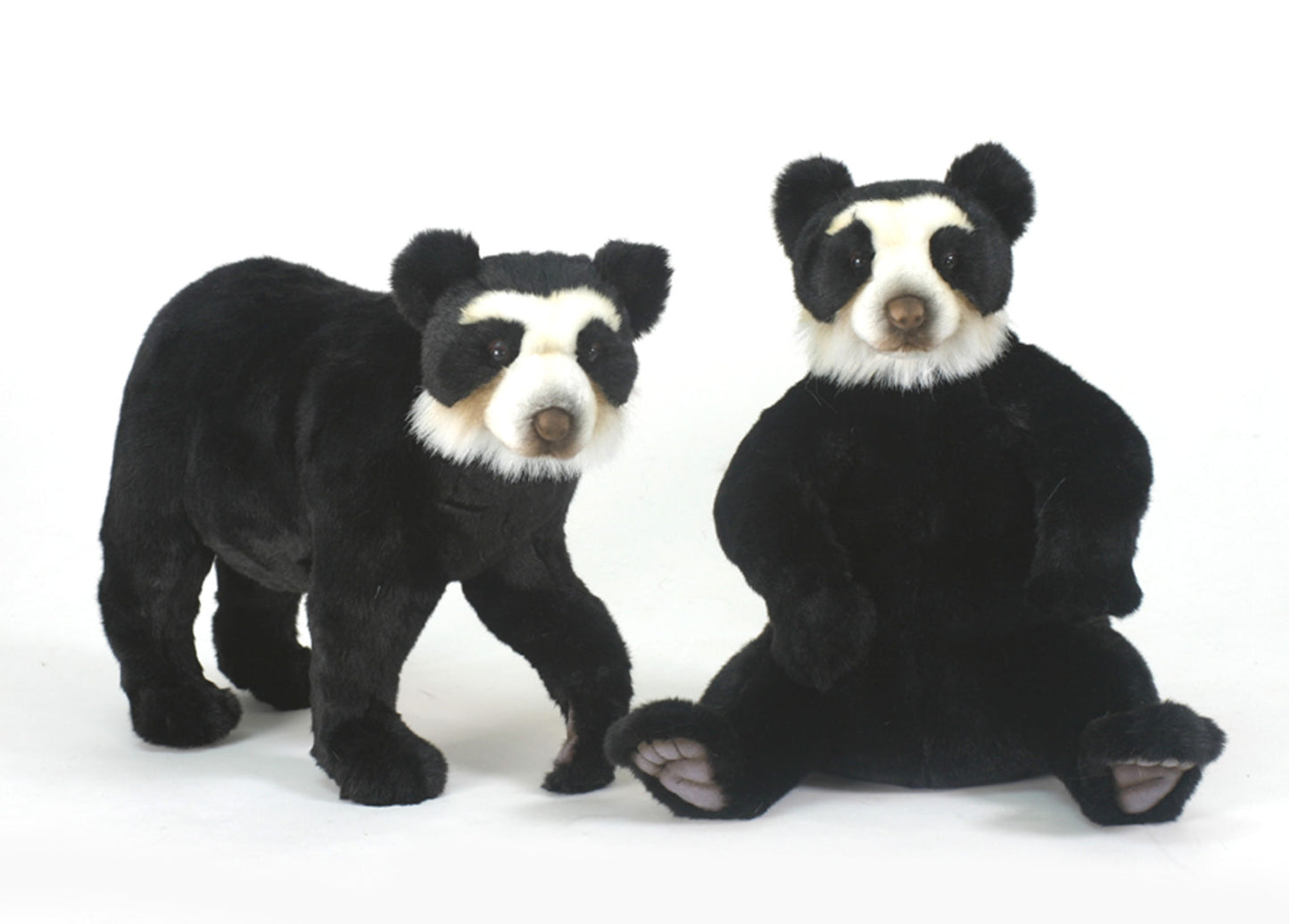 Andean Bear Walking on 4'S (5544)