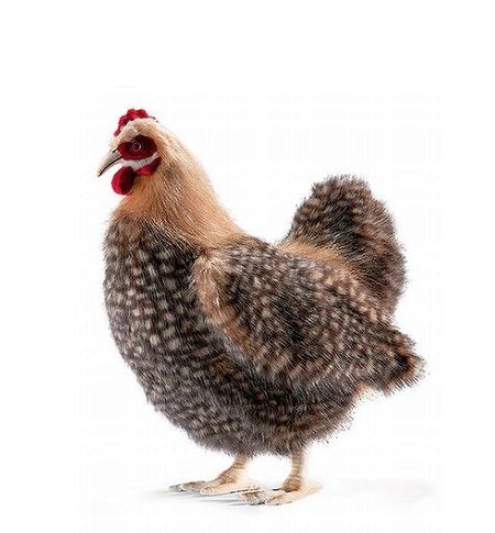 Hen Brown 14 in. (4588)