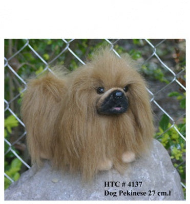 Pekenese Dog (4137)