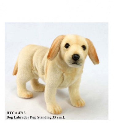 Labrador Pup Standing (4713)