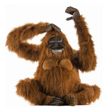 Monkeys, Apes and Other Primates