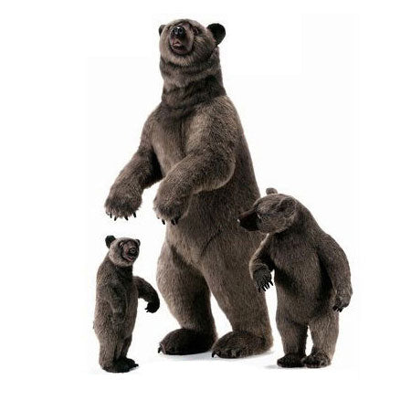 Bears (Other)