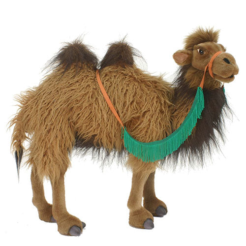 Hansa Camels