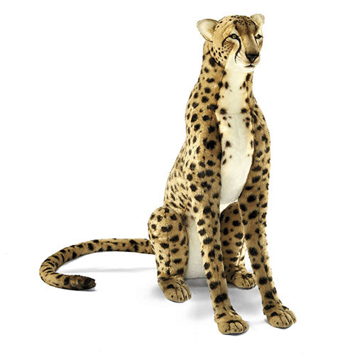 Hansa Cheetahs