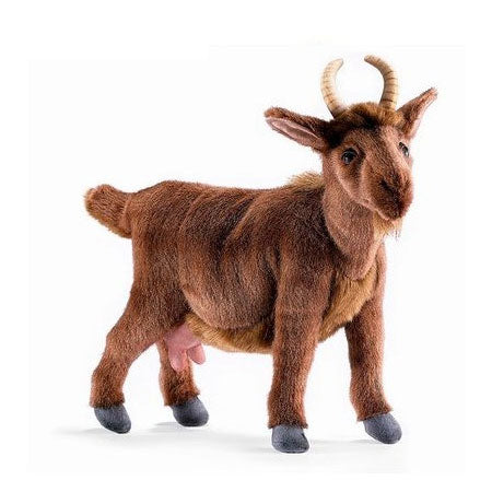 Hansa Goats