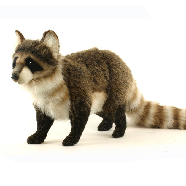 Hansa Raccoons