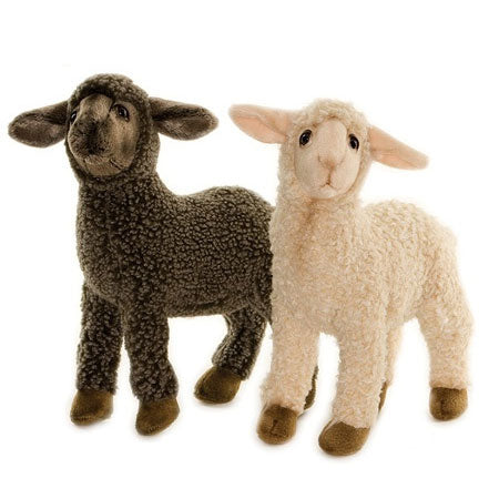 Hansa Sheep