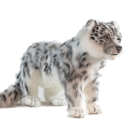 Hansa Snow Leopards