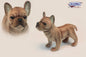 French Bulldog Beige 10 in. (6597)