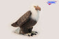 American Eagle (2791)