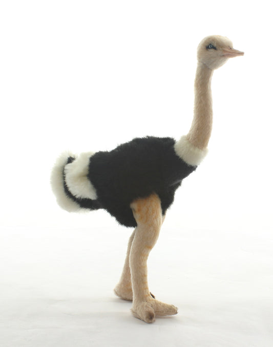 Ostrich 12" (3630)