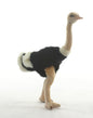 Ostrich 12" (3630)