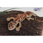 Gecko Pibora  Knobtail 10 in. (6928)