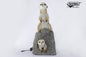 Meerkat Playing on Rock - 2pcs (4576,7874) (0781)