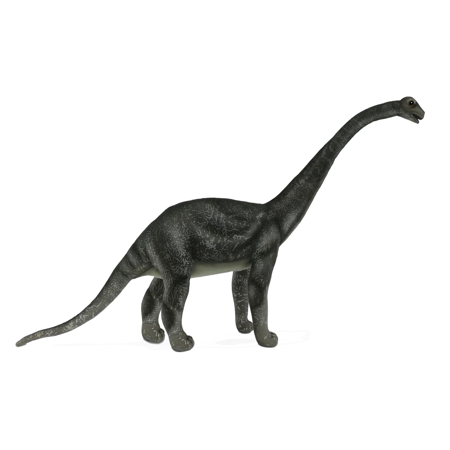 Diamantinasaurus Matildae 24 in. (7785)