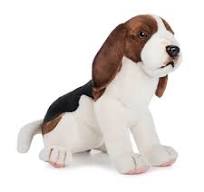 Beagle (5862)