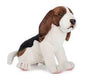Beagle (5862)