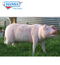 Life Size Pig (4786)
