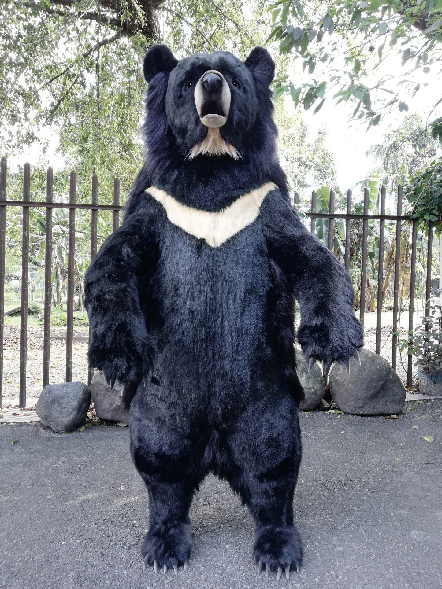 Ursus Thibetanus Formosanus Bear Talk/Sing (0818)
