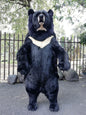 Ursus Thibetanus Formosanus Bear Talk/Sing (0818)