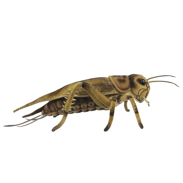 Cricket 14 in. (8064)