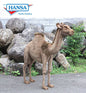 Andromeda Camel Ride-On 5 ft 6 in (4678)