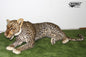 Leopard Laying (8008)
