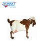 Goat Life Size 44 in. (4684)