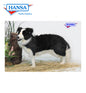 Border Collie Standing 33 in. (4563)