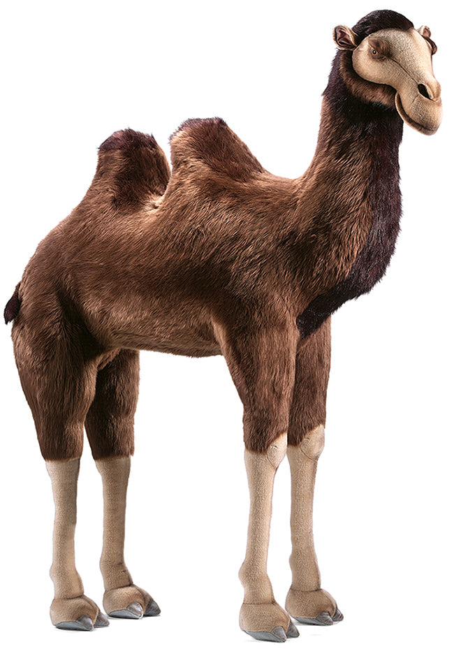 Camel Extra Large (2064)