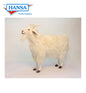 White Goat  (6186)