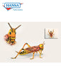 Grasshopper 14 in. (6569)