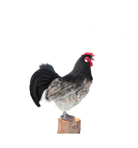 Hen Black and Grey (6037)