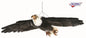 American Eagle, Flying (3259)