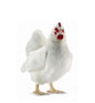 Hen White 16 in. (4172)
