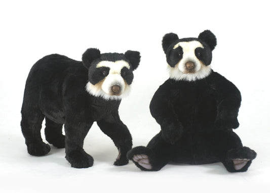 Andean Bear Walking on 4'S (5544)