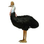 Cassowary 29.53" H (3267)