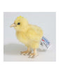 Hen, chicks (5378)