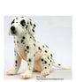 Dalmatian Pup Seated (4709)