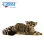 Ringtail North American (4009)
