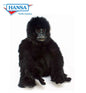 Gorilla, Jointed (4483)