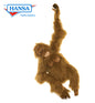 Orangutan, Kid (Clyde) (3945)