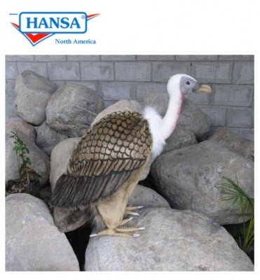 Vulture, Extra Large Life Size (3156)