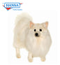 German Spitz (4001)