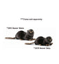 Beaver, Mama (3841)