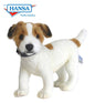Jack Russel Terrier (5901)