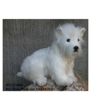 West Highland Terrier (4127)