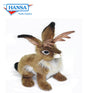 Jackalope (5009)